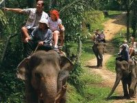 cbc-elephant-safari-park-3