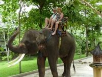 cbc-elephant-safari-park-4